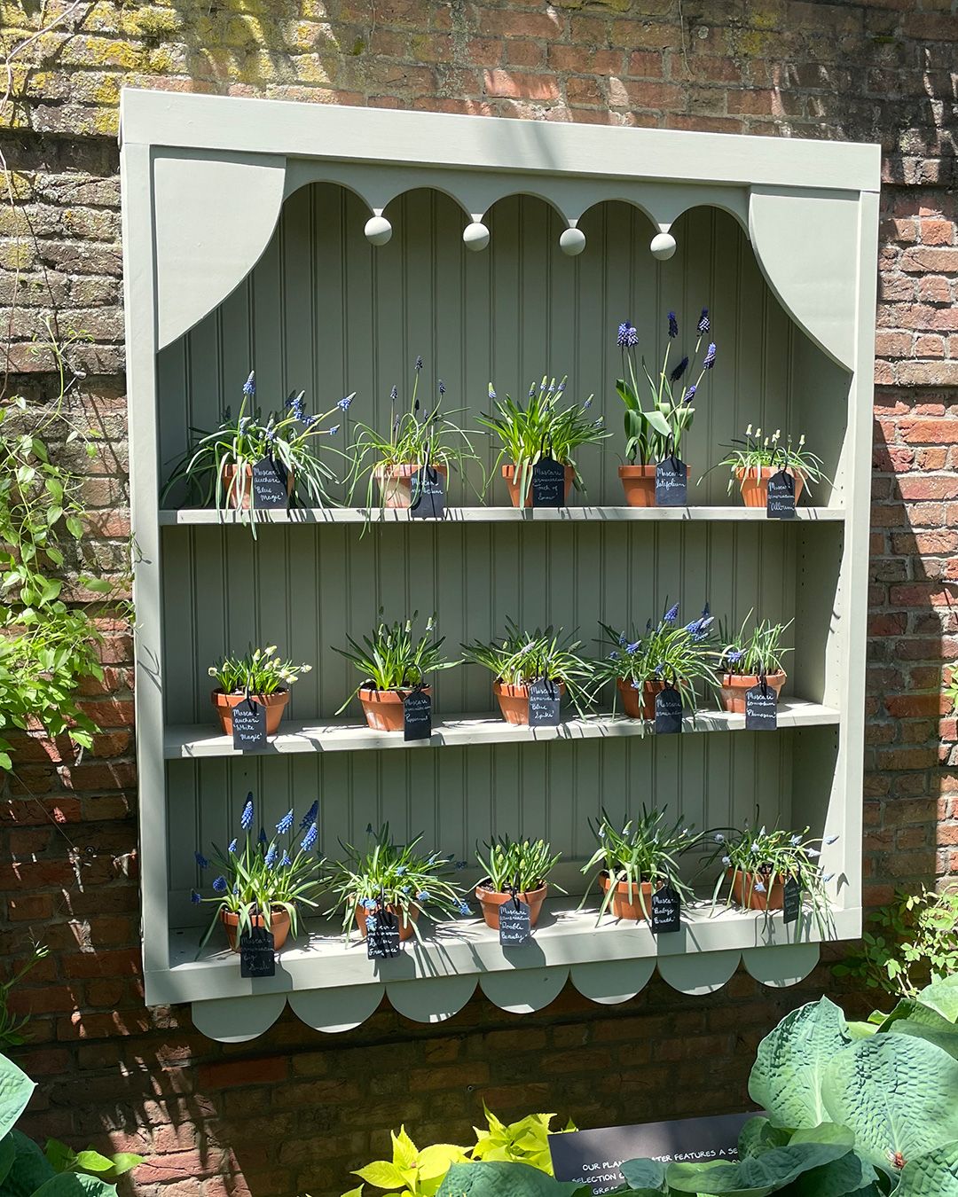 Photo of rows of green plants in a vertical wall garden.